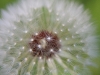 Dandelion Seedhead